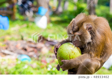 macaque crab, long-tailed, extracted coconut macaque crab, long-tailed, extracted coconut 48933402