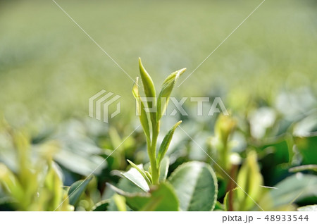 １番茶葉 茶 48933544