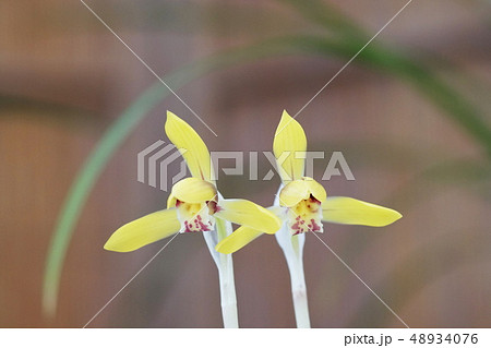 春ラン 春蘭 Cymbidium goeringii 春ラン 春蘭 Cymbidium goeringii 48934076