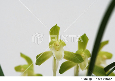 春ラン 春蘭 Cymbidium goeringii 春ラン 春蘭 Cymbidium goeringii 48934082