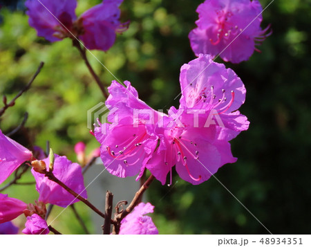 ゲンカイツツジ　玄海つつじ　 Genkai Rhododendron 48934351