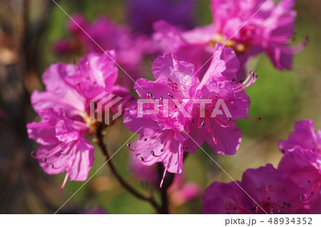 ゲンカイツツジ　玄海つつじ　 Genkai Rhododendron 48934352