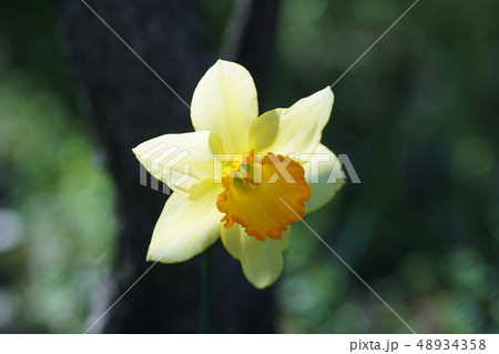 水仙 スイセン Narcissus 水仙 スイセン Narcissus 48934358