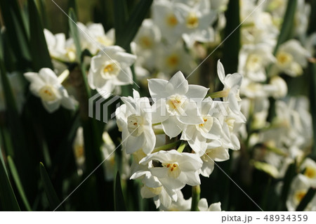 水仙 スイセン Narcissus 水仙 スイセン Narcissus 48934359