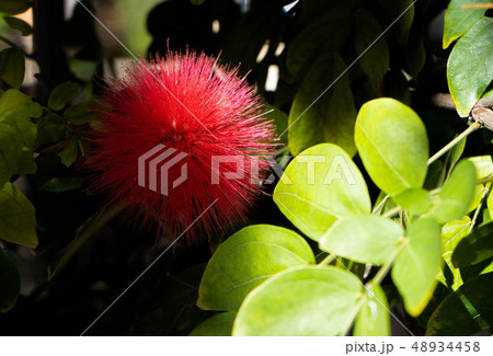 赤い花 赤い花 48934458
