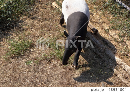 マレーバク ( 馬来獏 / Tapirus indicus / Asian tapir ) 48934804