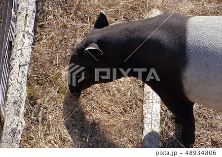 マレーバク ( 馬来獏 / Tapirus indicus / Asian tapir ) 48934806