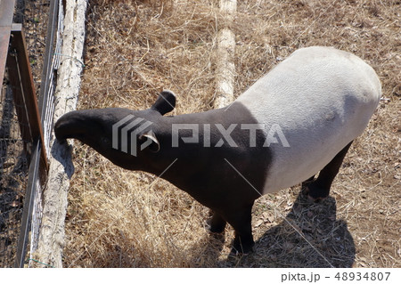 マレーバク ( 馬来獏 / Tapirus indicus / Asian tapir ) マレーバク ( 馬来獏 / Tapirus indicus / Asian tapir ) 48934807