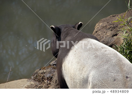 マレーバク ( 馬来獏 / Tapirus indicus / Asian tapir ) 48934809