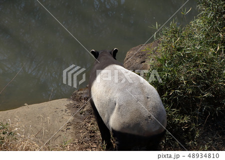 マレーバク ( 馬来獏 / Tapirus indicus / Asian tapir ) 48934810