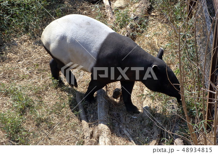マレーバク ( 馬来獏 / Tapirus indicus / Asian tapir ) 48934815
