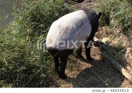 [定額] マレーバク ( 馬来獏 / Tapirus indicus / Asian tapir ) 48934819