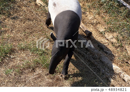 [定額] マレーバク ( 馬来獏 / Tapirus indicus / Asian tapir ) 48934821