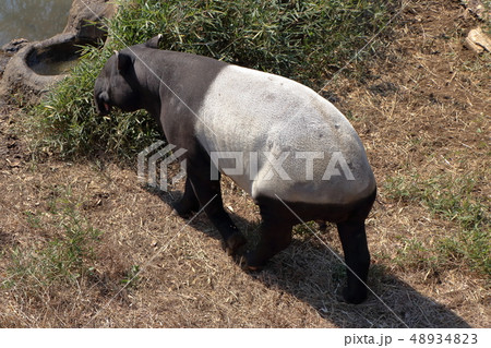 [定額] マレーバク ( 馬来獏 / Tapirus indicus / Asian tapir ) 48934823