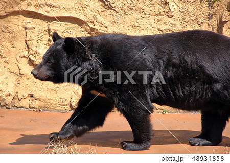 ツキノワグマ ( Ursus thibetanus / Asian black bear ) 48934858