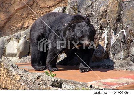 ツキノワグマ ( Ursus thibetanus / Asian black bear ) 48934860