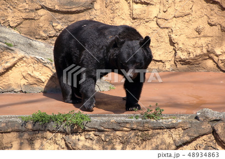 ツキノワグマ ( Ursus thibetanus / Asian black bear ) ツキノワグマ ( Ursus thibetanus / Asian black bear ) 48934863