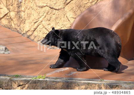 ツキノワグマ ( Ursus thibetanus / Asian black bear ) 48934865