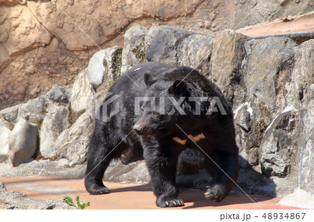 ツキノワグマ ( Ursus thibetanus / Asian black bear ) 48934867