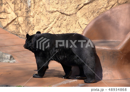 ツキノワグマ ( Ursus thibetanus / Asian black bear ) 48934868