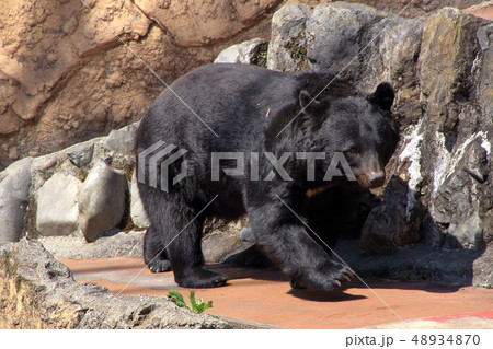 ツキノワグマ ( Ursus thibetanus / Asian black bear ) 48934870