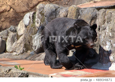 ツキノワグマ ( Ursus thibetanus / Asian black bear ) 48934871