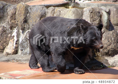 ツキノワグマ ( Ursus thibetanus / Asian black bear ) 48934872