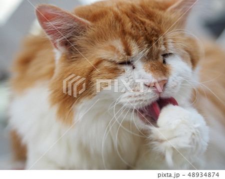 毛づくろい 48934874