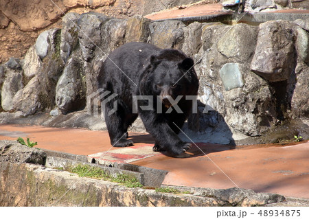 [定額] ツキノワグマ( Ursus thibetanus / Asian black bear ) 48934875