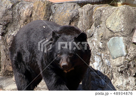 [定額] ツキノワグマ( Ursus thibetanus / Asian black bear ) 48934876