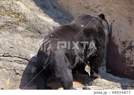 [定額] ツキノワグマ( Ursus thibetanus / Asian black bear ) 48934877
