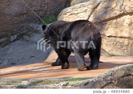 [定額] ツキノワグマ( Ursus thibetanus / Asian black bear ) 48934880