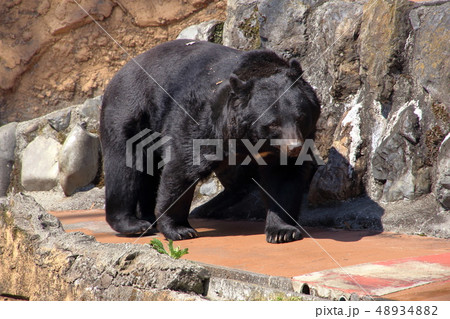 [定額] ツキノワグマ( Ursus thibetanus / Asian black bear ) 48934882