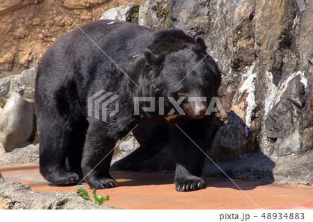 [定額] ツキノワグマ( Ursus thibetanus / Asian black bear ) 48934883