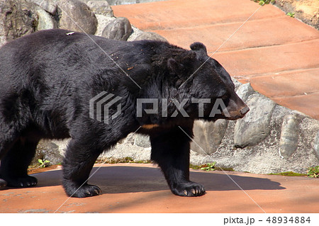 [定額] ツキノワグマ( Ursus thibetanus / Asian black bear ) 48934884