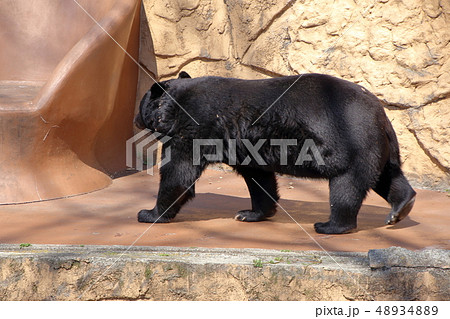 [定額] ツキノワグマ( Ursus thibetanus / Asian black bear ) 48934889