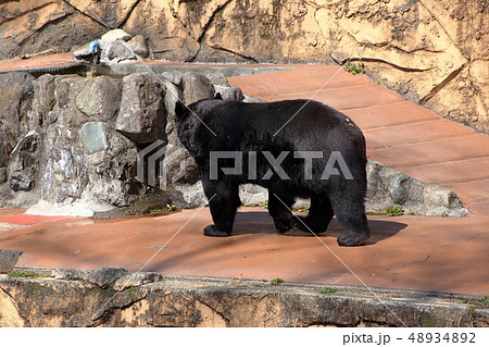 [定額] ツキノワグマ( Ursus thibetanus / Asian black bear ) 48934892