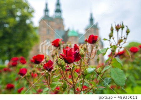 Roses blooming in the gardens of Rosenborg Castle Roses blooming in the gardens of Rosenborg Castle 48935011