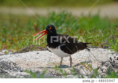 アメリカミヤコドリ 48935047