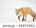 雪の上のキタキツネ 48935861