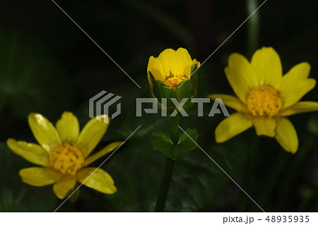 自然 植物 キクザキリュウキンカ、早春の花。咲きかけの花の花びらの下側は緑色! 自然 植物 キクザキリュウキンカ、早春の花。咲きかけの花の花びらの下側は緑色! 48935935