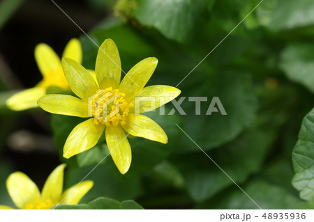自然　植物　キクザキリュウキンカ、ヨーロッパ原産。種内変異がとても多いそうですが・・・ 48935936