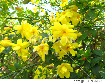 雲南黄梅 48936023