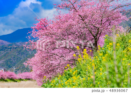 河津桜と菜の花 静岡県賀茂郡河津町 河津桜祭り 河津桜と菜の花 静岡県賀茂郡河津町 河津桜祭り 48936067