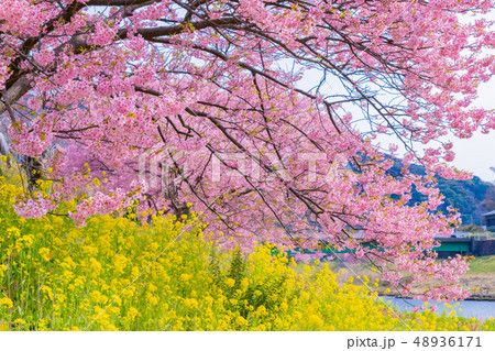 河津桜 静岡県賀茂郡南伊豆町 みなみの桜と菜の花まつり 河津桜 静岡県賀茂郡南伊豆町 みなみの桜と菜の花まつり 48936171