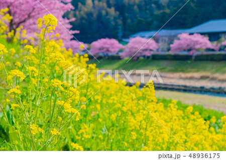 河津桜　静岡県賀茂郡南伊豆町　みなみの桜と菜の花まつり 48936175