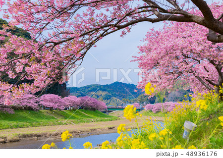 河津桜 静岡県賀茂郡南伊豆町 みなみの桜と菜の花まつりの写真素材