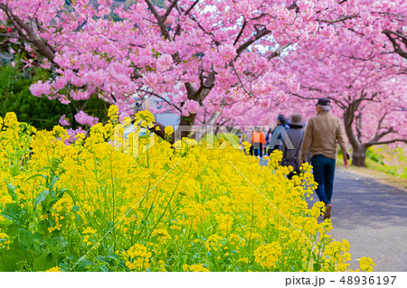 河津桜 静岡県賀茂郡南伊豆町 みなみの桜と菜の花まつり 河津桜 静岡県賀茂郡南伊豆町 みなみの桜と菜の花まつり 48936197