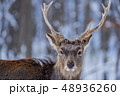 エゾシカ 48936260