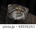 マヌルネコ 48936261